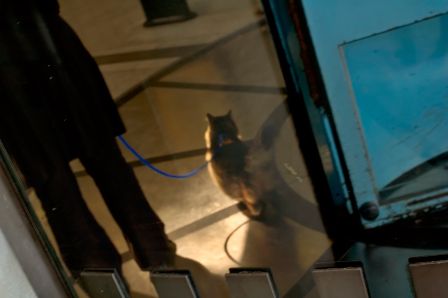 Lune de Miel - Kitten on a Leash
